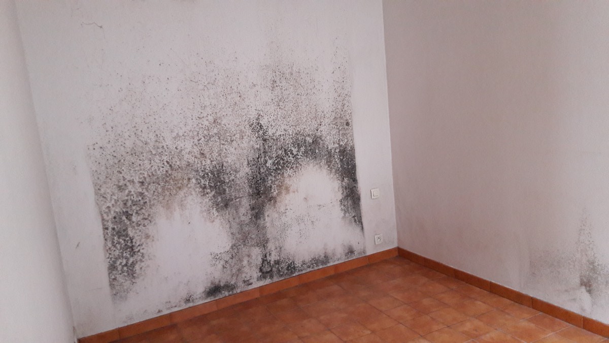 Moisissures - Expertise humidité à Besançon